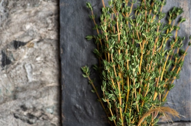 Thymian ernten und haltbar machen