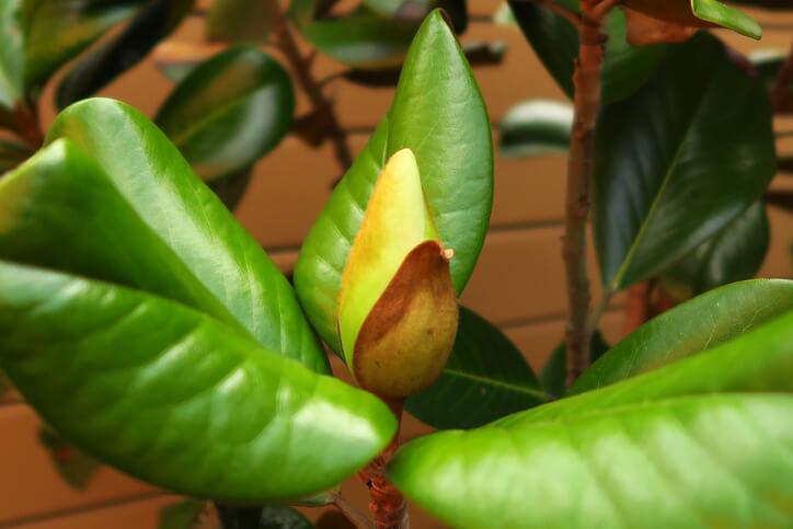 Überwinterung der Magnolie