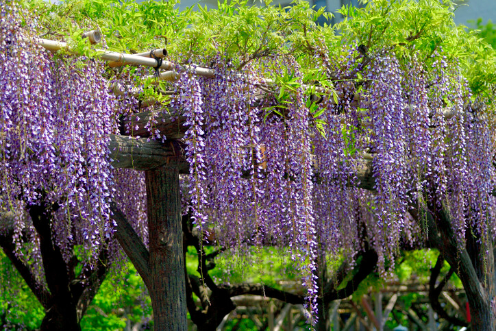Unterstützung des Wachstums und Beeinflussung der Wachstumsrichtung