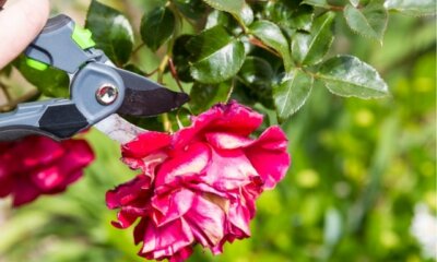Verblühte Rosen schneiden - eine Schritt-für-Schritt-Anleitung