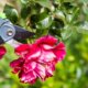 Verblühte Rosen schneiden - eine Schritt-für-Schritt-Anleitung