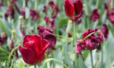 Verblühte Tulpen im Garten abschneiden