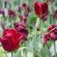 Verblühte Tulpen im Garten abschneiden