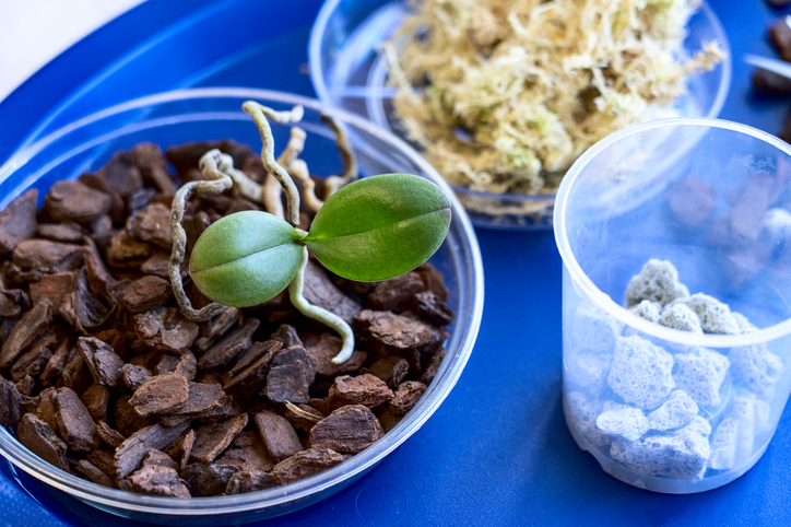 Vermehrung durch Ableger