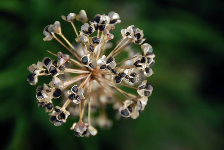 Vermehrung von Schnittlauch