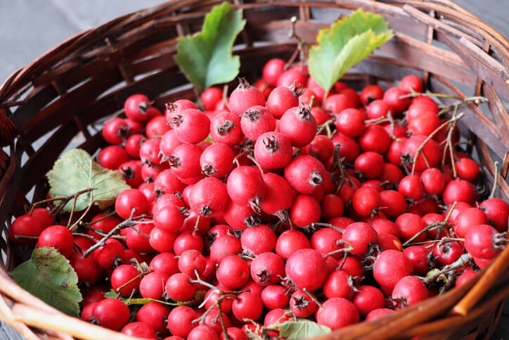 Verwendungszwecke des Weißdorns