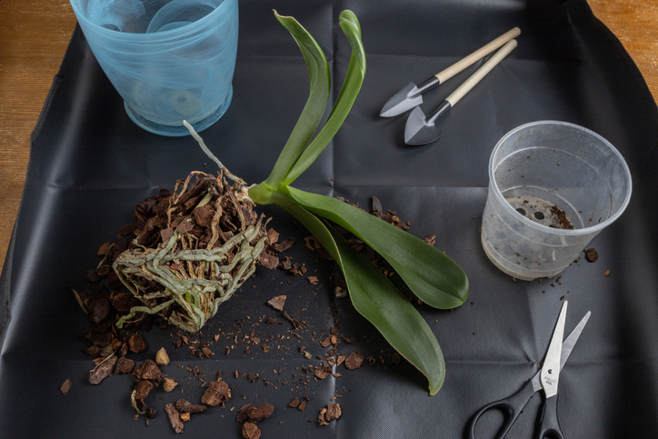 Vorbereitung für die Vermehrung