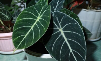 Vorsicht! Alocasia ist leicht giftig