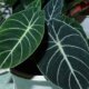 Vorsicht! Alocasia ist leicht giftig