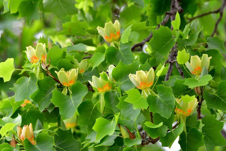 Vorsicht beim Umgang mit dem Tulpenbaum