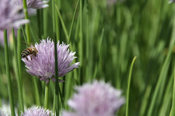 Vorteile von Blüten und Knospen