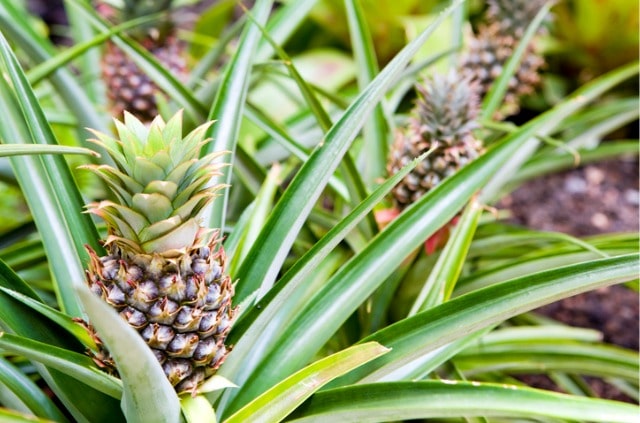 Wann ist Ananas-Saison