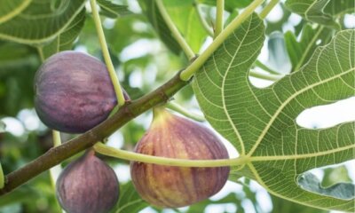 Wann ist Feigen Saison in Deutschland