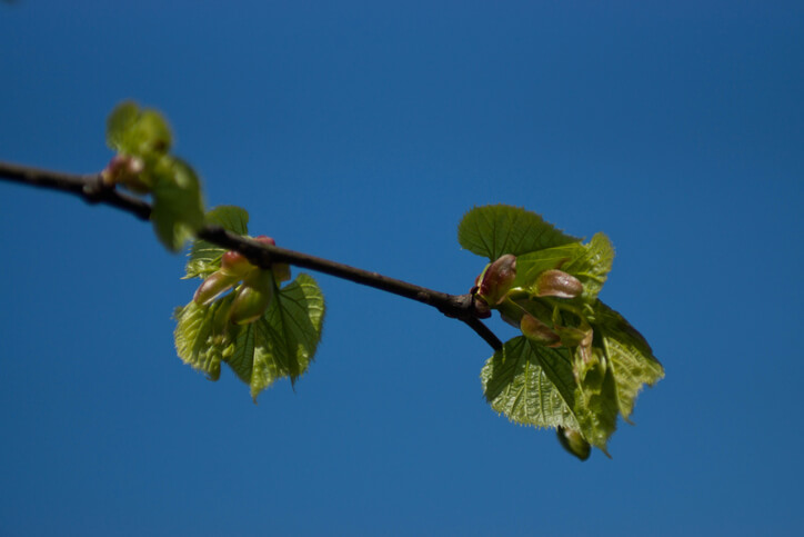 Weibliche Buchenblüten