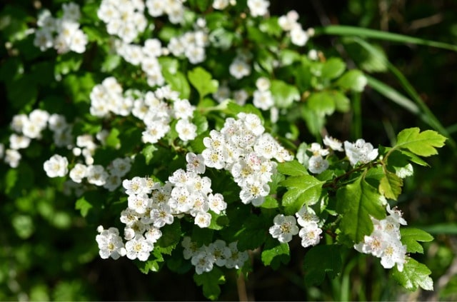 Weißdorn - giftig oder essbar