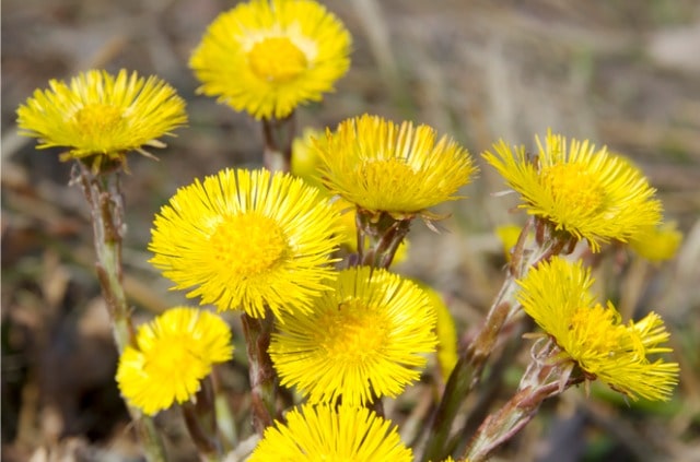 Wie giftig ist Huflattich