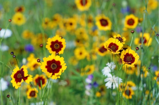 Wie giftig ist das Mädchenauge