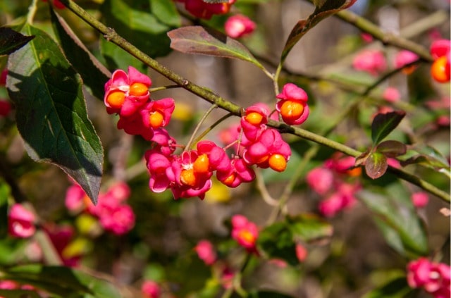 Wie giftig ist das Pfaffenhütchen