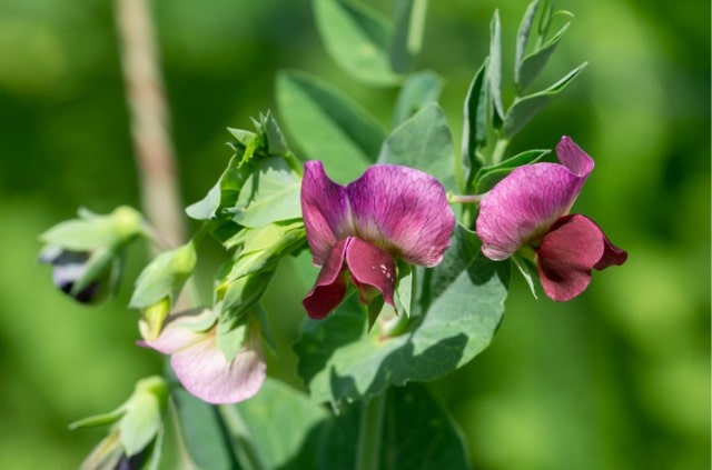 Wie giftig sind Wicken für Menschen und Tiere