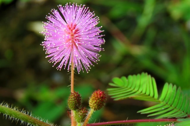 Wie sieht die Blüte der Mimose aus