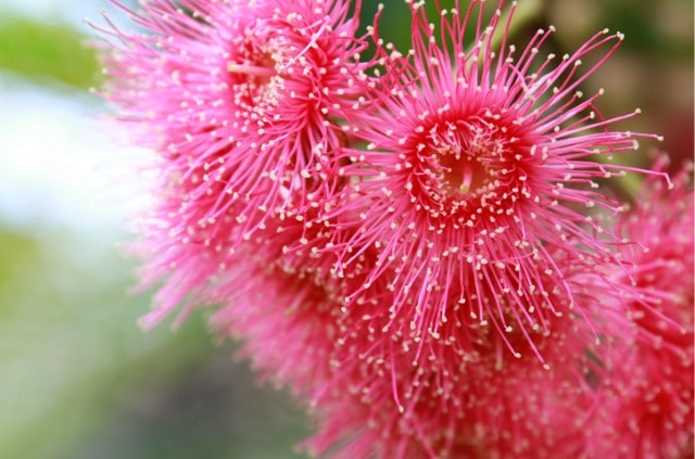 Wie sieht die Blüte von Eukalyptus aus