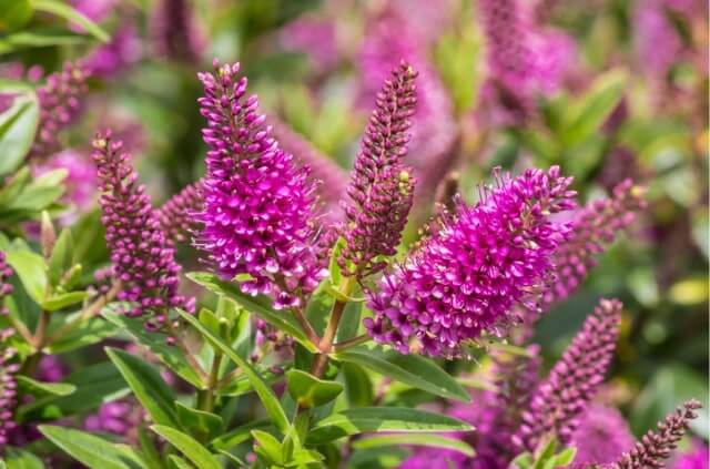 Wie winterhart ist Hebe (Strauchveronika)