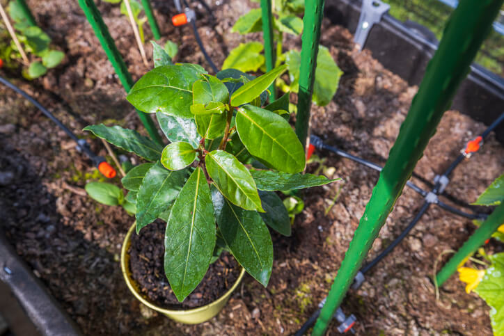 Winterhärte der Lorbeere