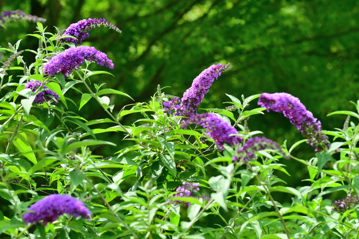 Winterharte Arten