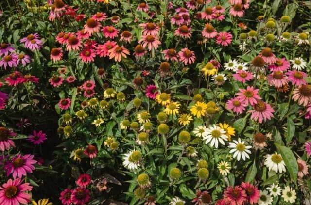 Winterharte Blumen für Ihren Bauerngarten
