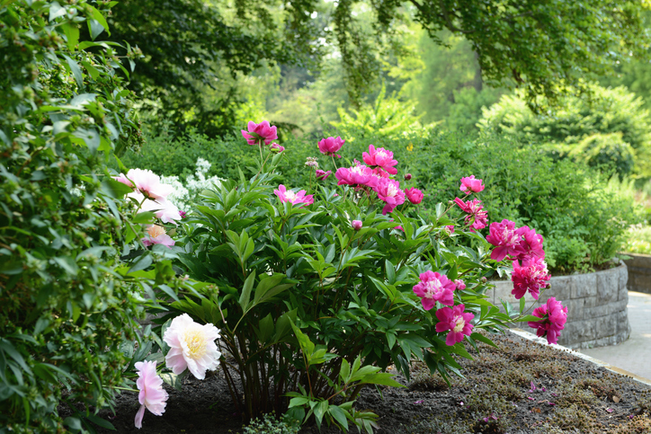 Winterharte Blumen für den Bauerngarten