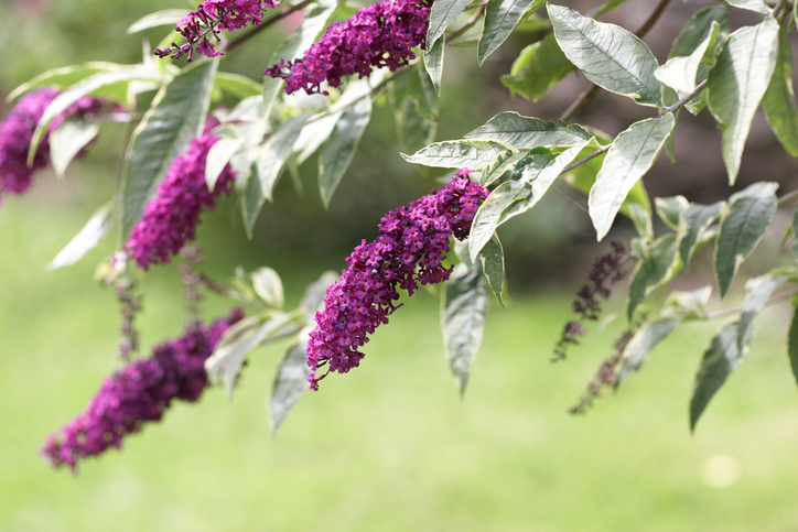 Winterharte Buddleja davidii Sorten