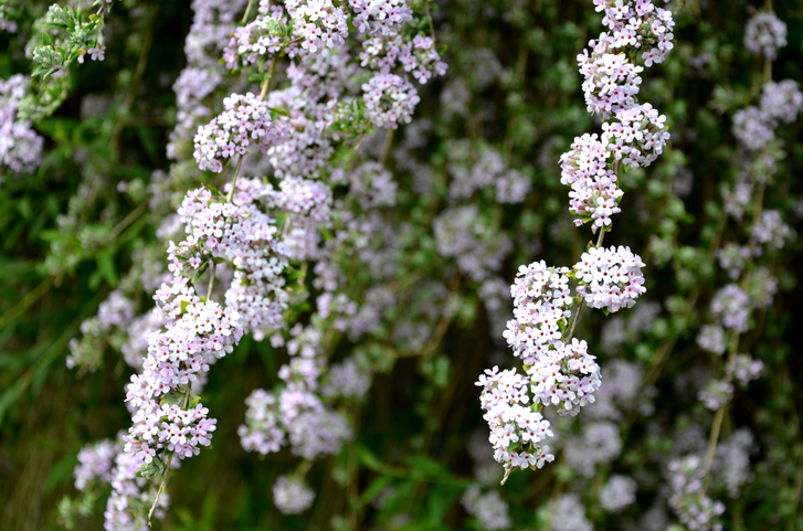 Winterharter Buddleja alternifolia
