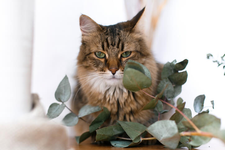 Wirkung auf Haustiere