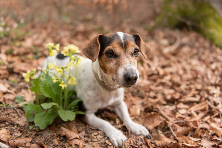 Wirkung auf Hunde und Katzen