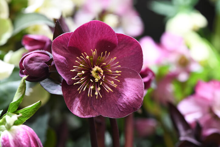 Wissenswertes und enthaltene Giftstoffe