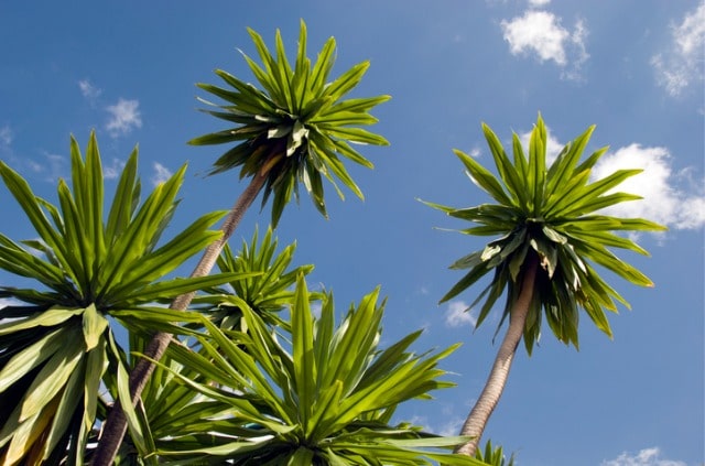 Yucca Palme - Krankheiten erkennen und bekämpfen