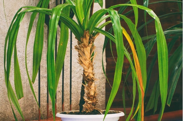 Yucca Palme bekommt braune Spitzen - was tun