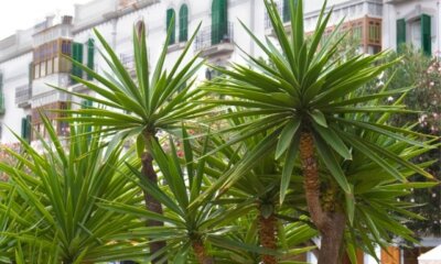 Yucca Palme draußen pflanzen - Tipps und Tricks