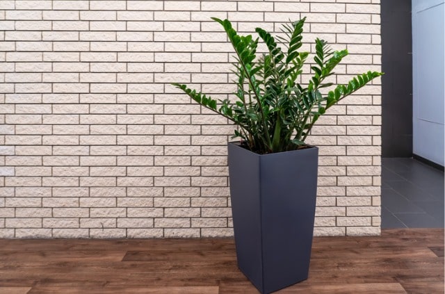 Zamioculcas richtig gießen – Häufigkeit und mehr