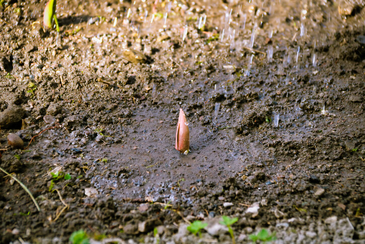 Zwiebeln im Gartenbeet