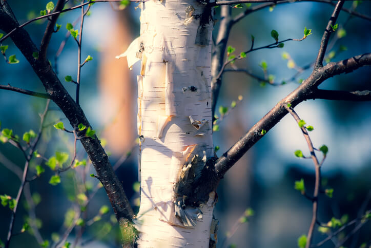 Ablauf des Wachstums