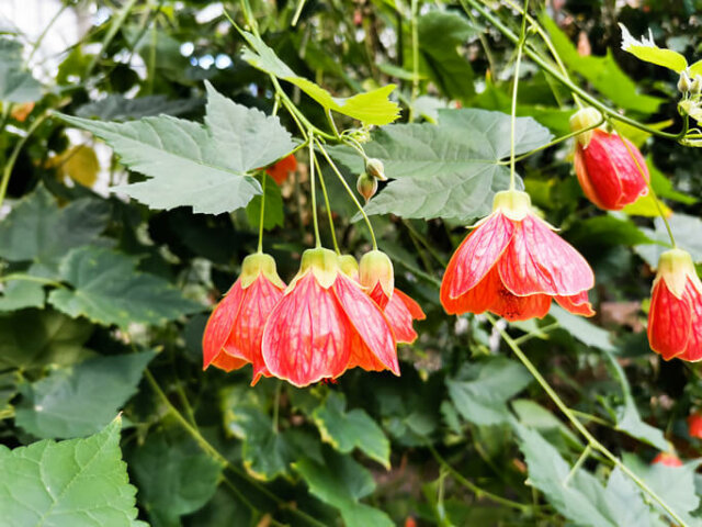 Abutilon überwintern - so machen Sie es richtig!