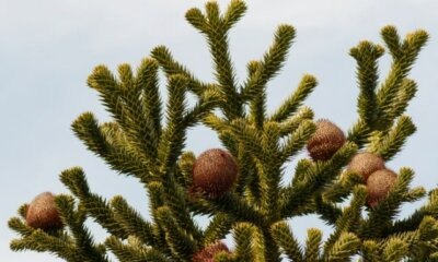 Affenbaum (Araukarie) - worauf Sie beim Beschnitt achten sollten!