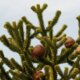 Affenbaum (Araukarie) - worauf Sie beim Beschnitt achten sollten!