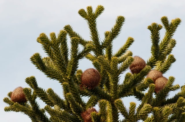 Affenbaum (Araukarie) - worauf Sie beim Beschnitt achten sollten!