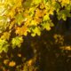 Ahorn bekommt gelbe Blätter - so können Sie ihn retten!