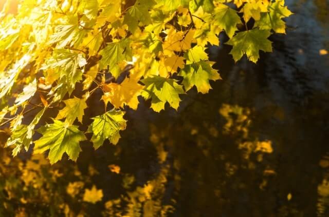Ahorn bekommt gelbe Blätter - so können Sie ihn retten!