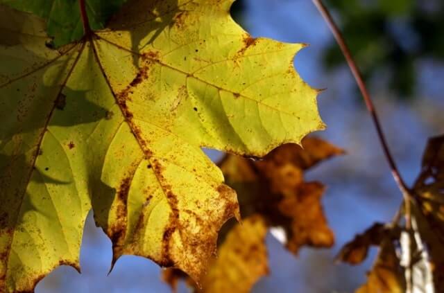 Ahorn - warum bekommt er braune Blätter