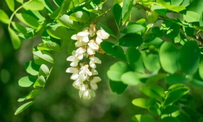 Akazie - so ziehen Sie den Baum aus Samen!