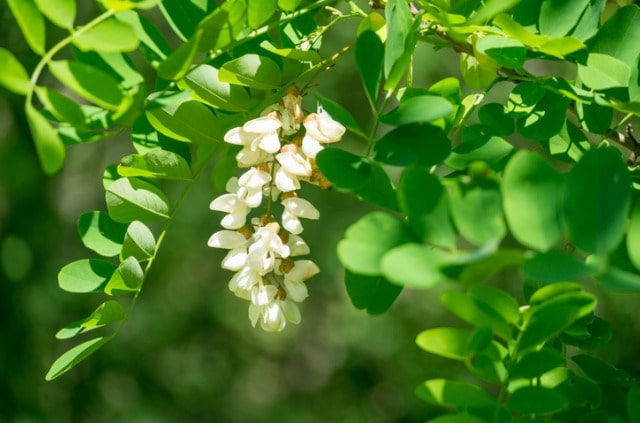 Akazie - so ziehen Sie den Baum aus Samen!